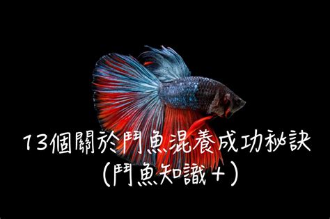 家裡養鬥魚風水|體形小卻暴躁的魚：養斗魚的風水如何